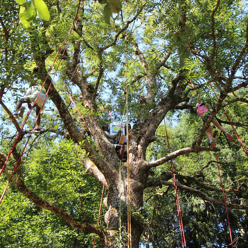 theme-grimpe-arbres